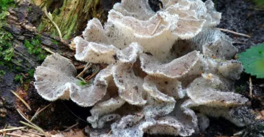 Kom kijken naar prachtige exposities tijdens de WAK 2024